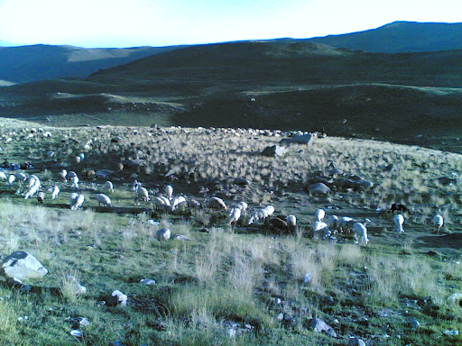 طبیعت دامداری در سبلان - عکس 870510 توسط ستوده 