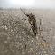 Yellow Fever Mosquito