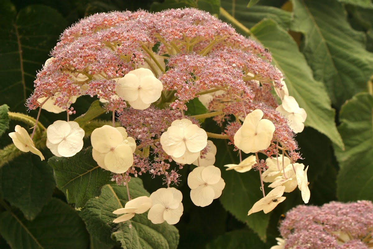 Hydrangea