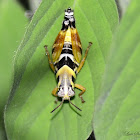 Aztec Spurthroat Grasshopper Nymph