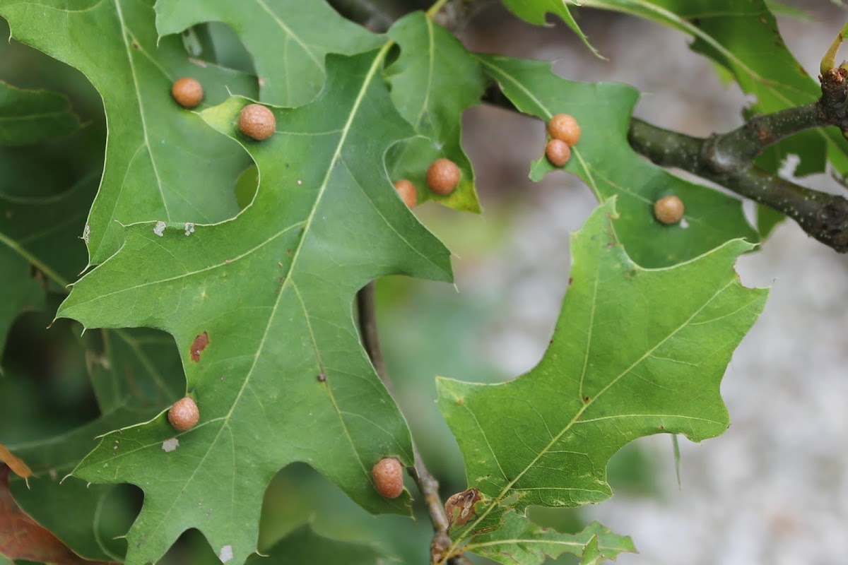 oak leaf gall