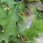 oak leaf gall