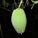 Moth Plant (Sumaúma-Bastarda)