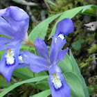 Dwarf Crested Iris