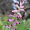 Fumitory