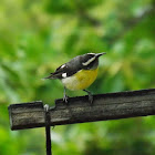 Bananaquit