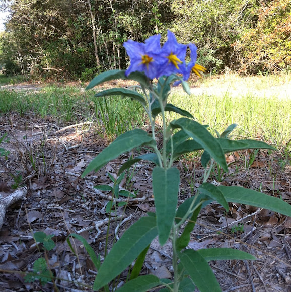 Silver Leaved Nightshade Project Noah