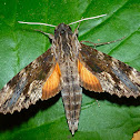 Oleander Sphinx Moth
