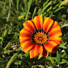 Ground cover flower