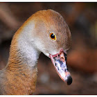 The Plumed Whistling Duck