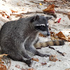 Crab-eating raccoon