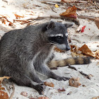 Crab-eating raccoon