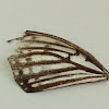 Butterfly's wing