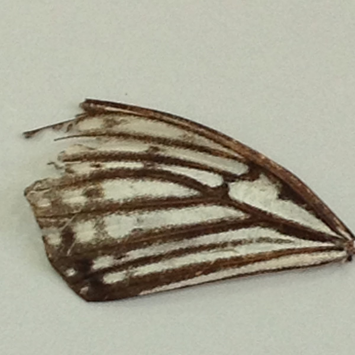 Butterfly's wing
