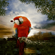 Pretty Parrot Live Wallpaper