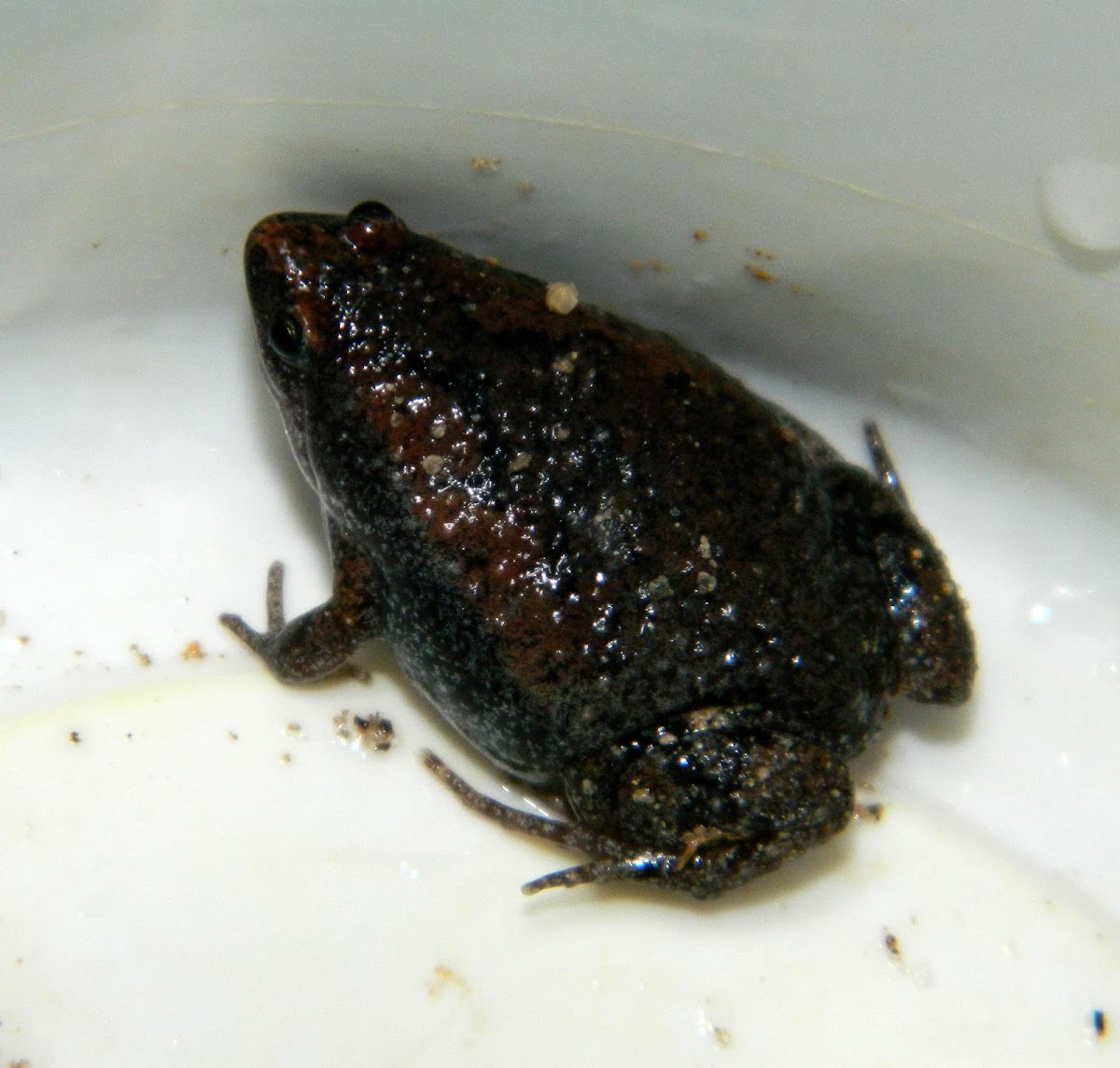 Eastern Narrow-Mouthed Frog