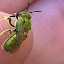 metallic green bee