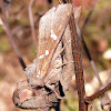 Ironweed Borer Moth