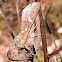 Ironweed Borer Moth