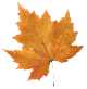 [autumn_leaf_brown[13].gif]