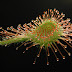 Sundew