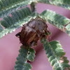 Brown Leaf Beetle