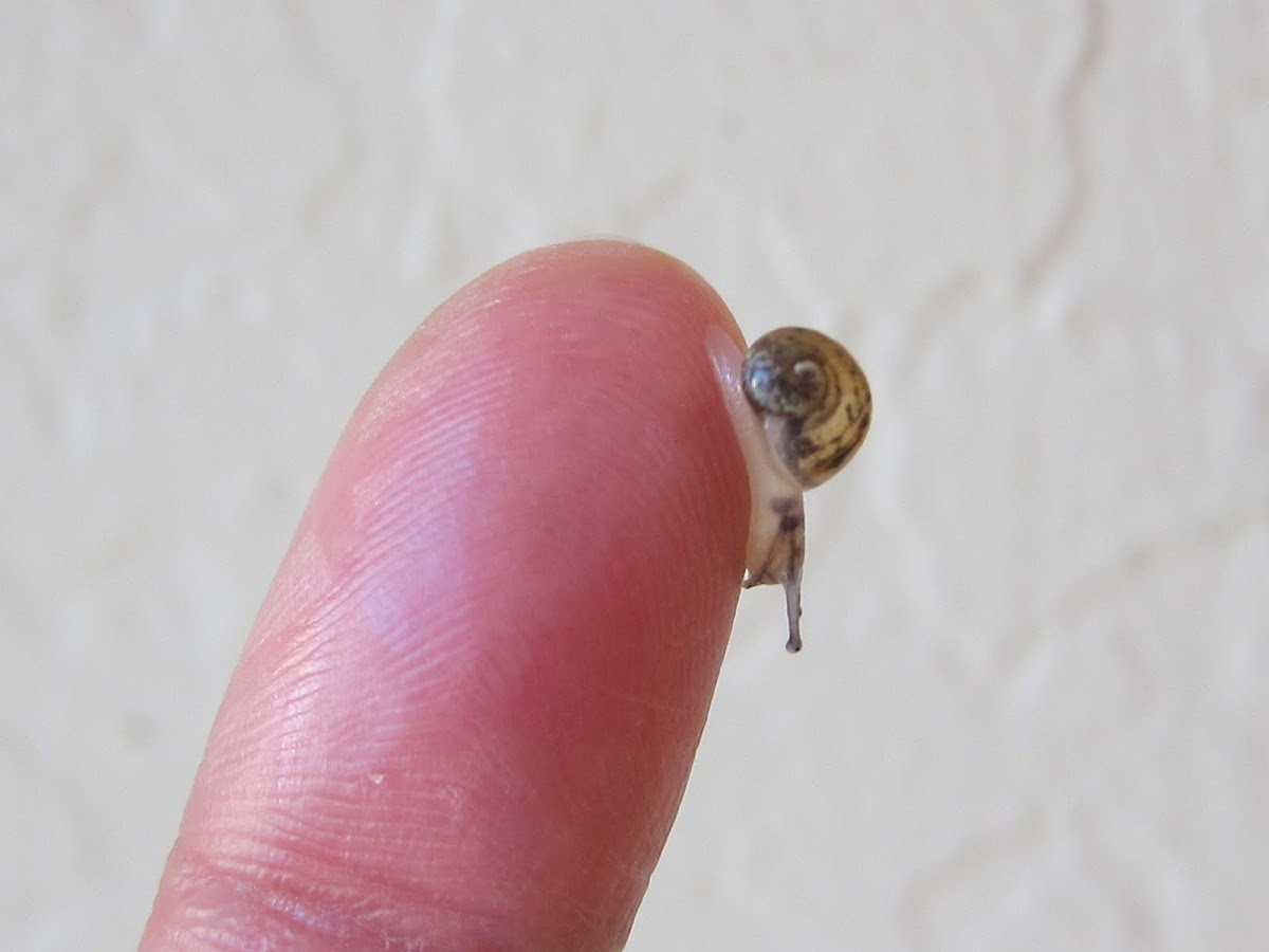 Garden snail baby
