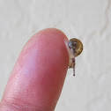 Garden snail baby
