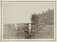 Bezoek aan de velden van de suikeronderneming Beran