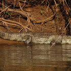 Broad-snouted Caiman