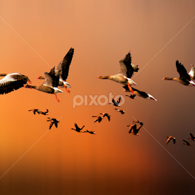 The Journey by Pieter Arnolli - Animals Birds