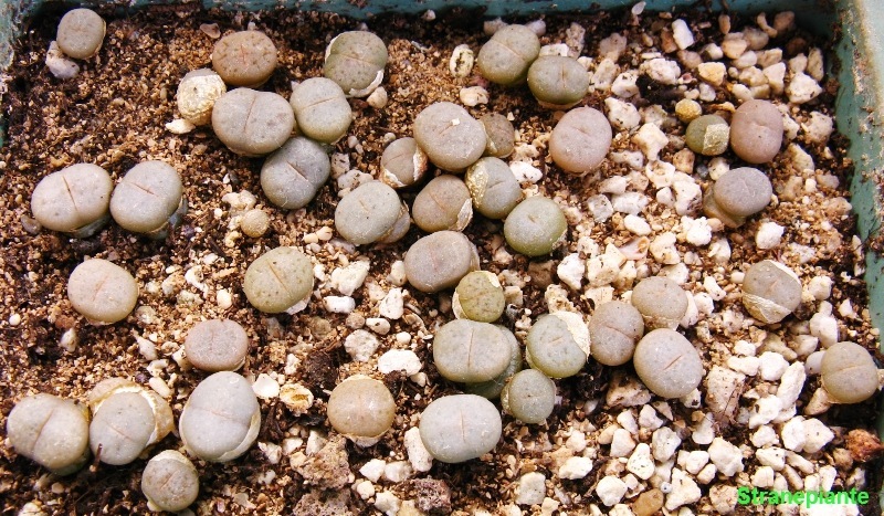 [20080504Lithopssemina[1].jpg]