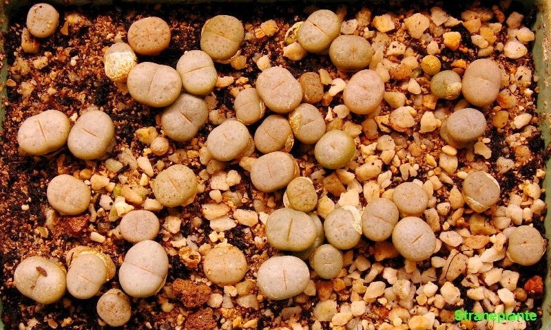 [20080513Lithopsruschiorumruschiorumn[3].jpg]