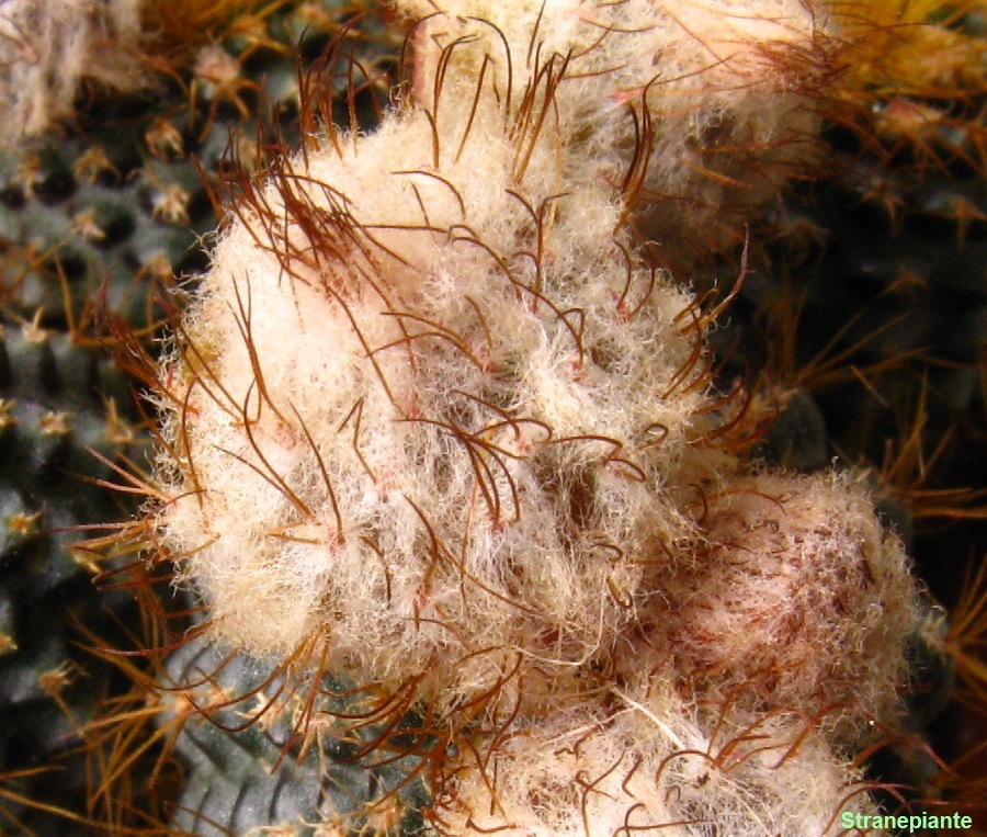 [Frailea_mammifera_boccioli[3].jpg]