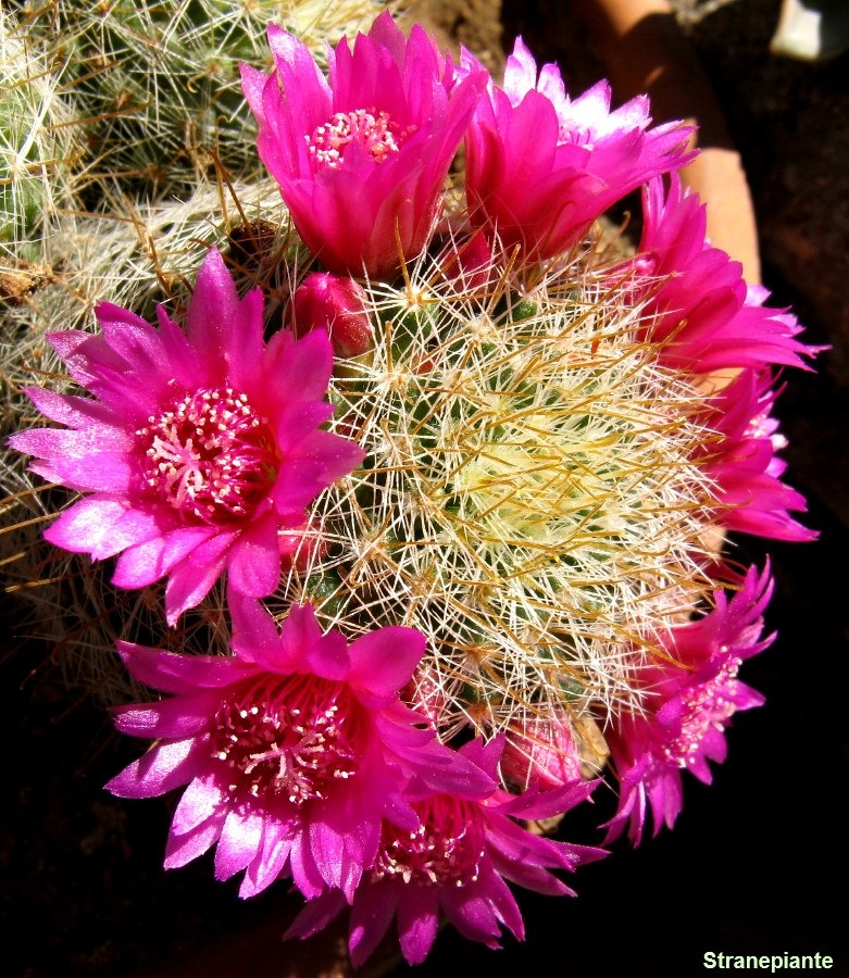 [fioritura mammillaria zeilmanniana 2[3].jpg]