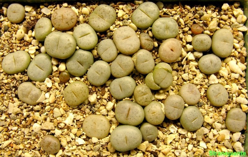 [lithopsdaseme290608[1].jpg]