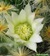 Mammillaria schiedeana fiore