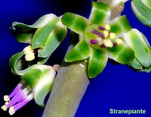 [Scilla violacea fiori - Ledebouria socialis fiori[2].jpg]