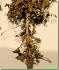 radici pianta grassa torba composta