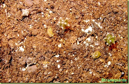 semina Astrophytum torba