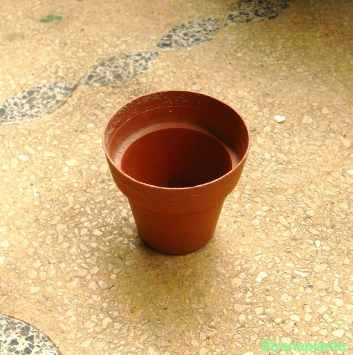 [piccolo vaso plastica cactus[3].jpg]