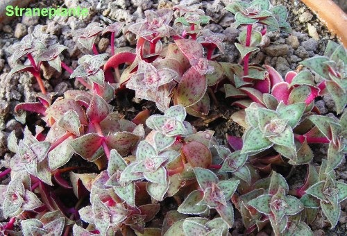 [Crassula capitella ssp. thyrsiflora[2].jpg]