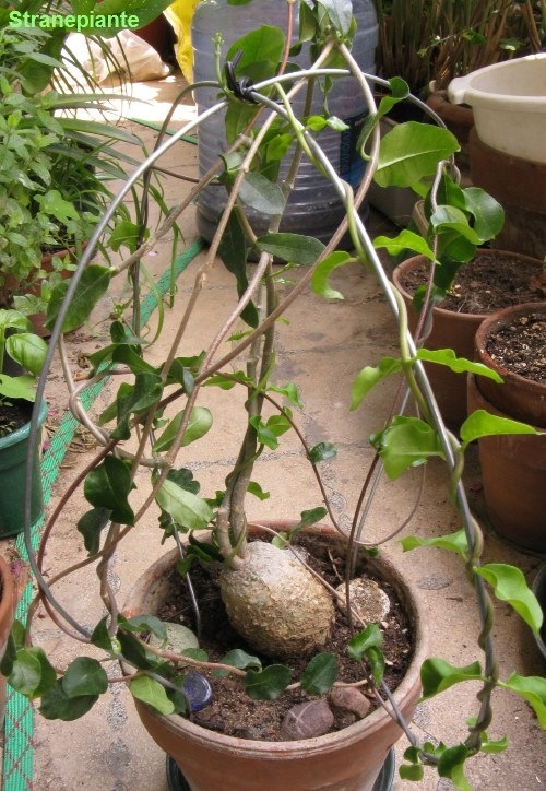 [Fockeacapensis[1].jpg]