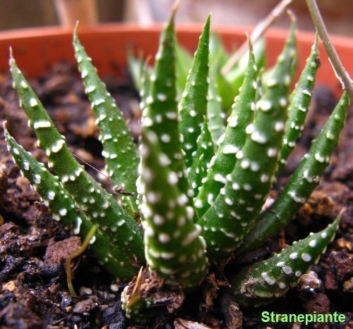 [haworthia fasciata[2].jpg]