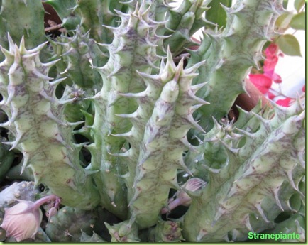 Huernia keniensis pianta fusto
