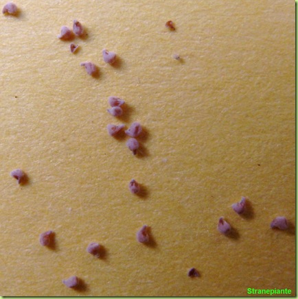 anacampseros seeds