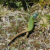 Iberian emerald lizard