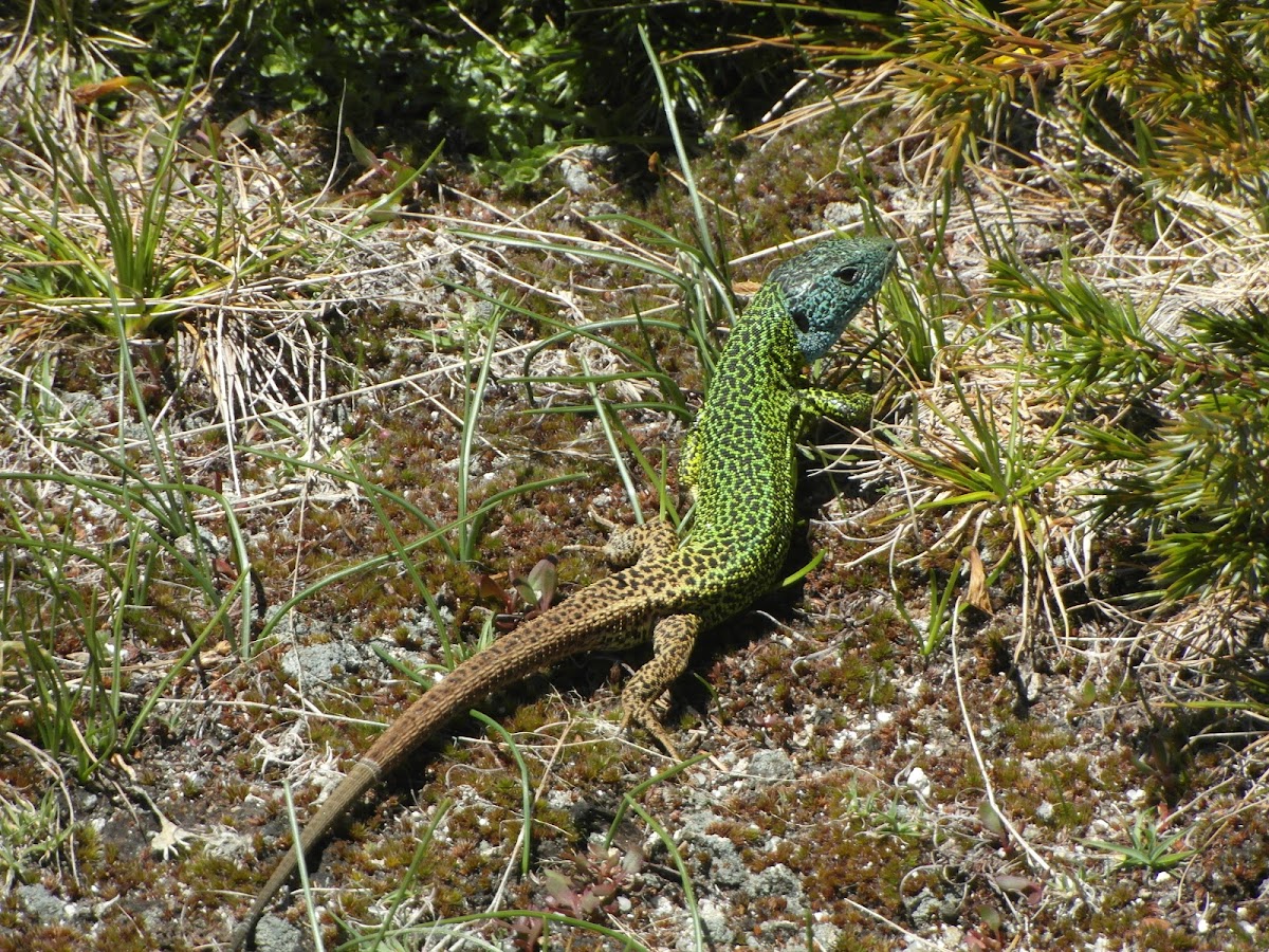 Iberian emerald lizard
