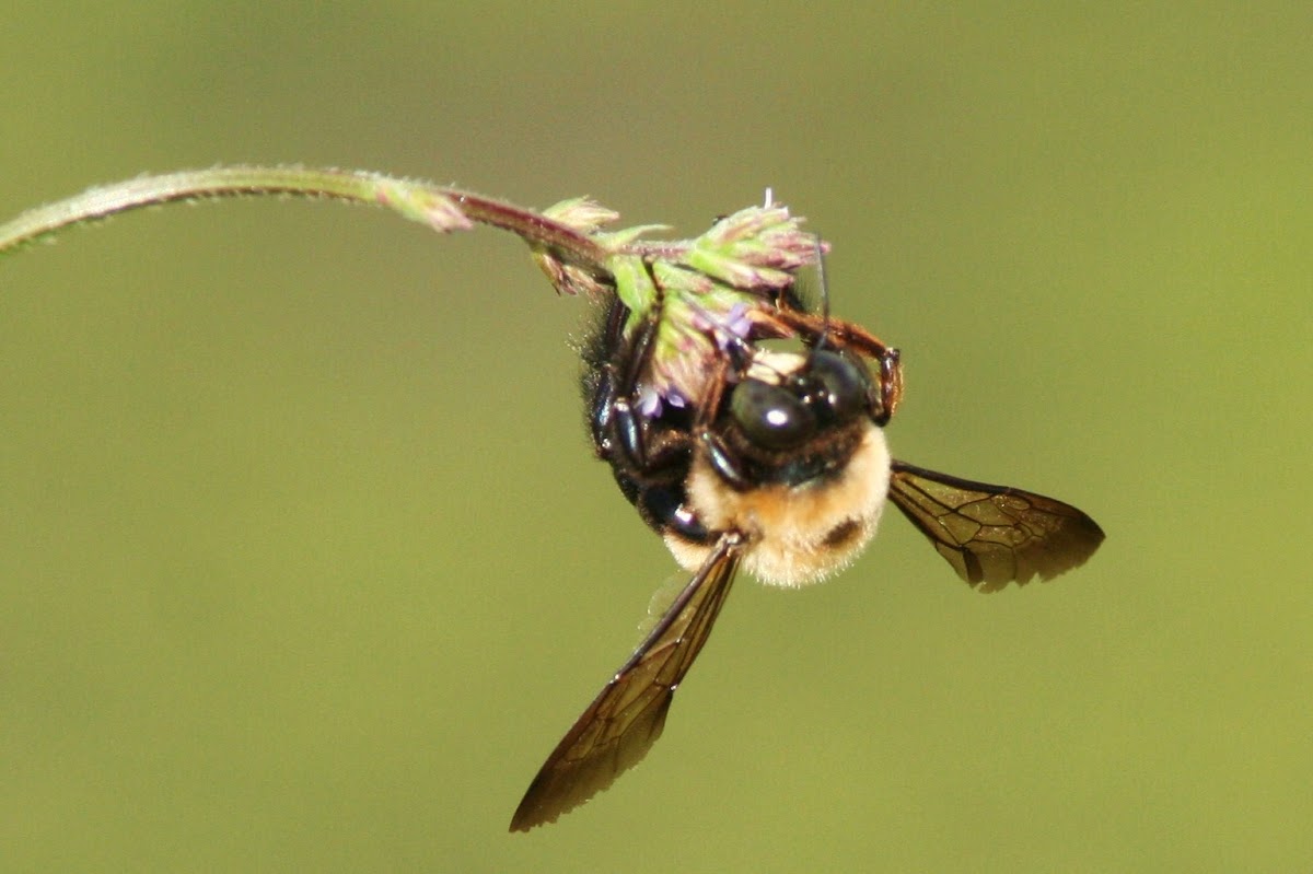 Carpenter Bee