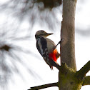 Great Spotted Woodpecker